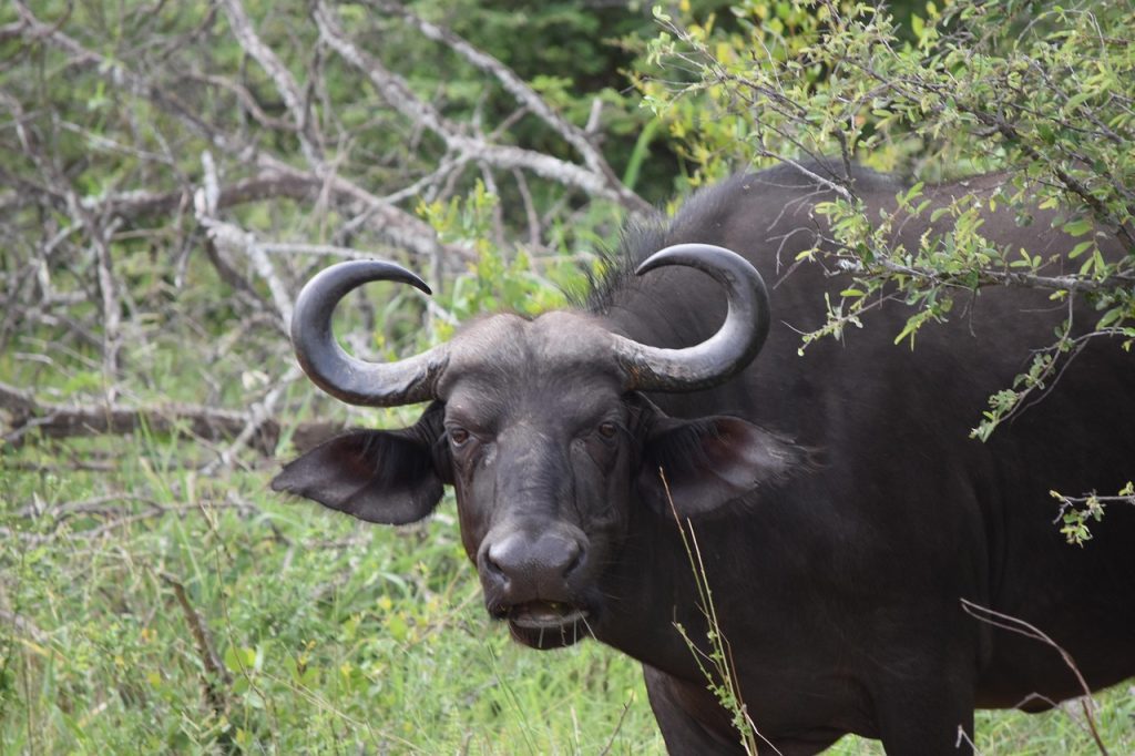 Home african buffalo, safari, south africa, buffalo, wildlife, african buffalo, african buffalo, african buffalo, african buffalo, african buffalo, buffalo, buffalo, buffalo, buffalo, buffalo