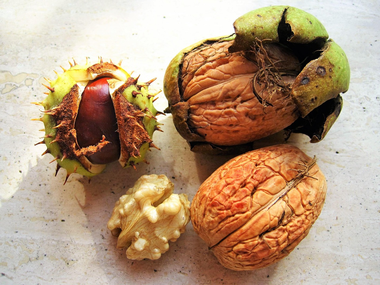 Home chestnut, walnuts, in the bowl, autumn fruits, autumnal, fall, season, nuts, fruit, shell, brown, prickly, chestnut fruit, october, grain, fresh, healthy, autumn decoration, nature, natural product, bio