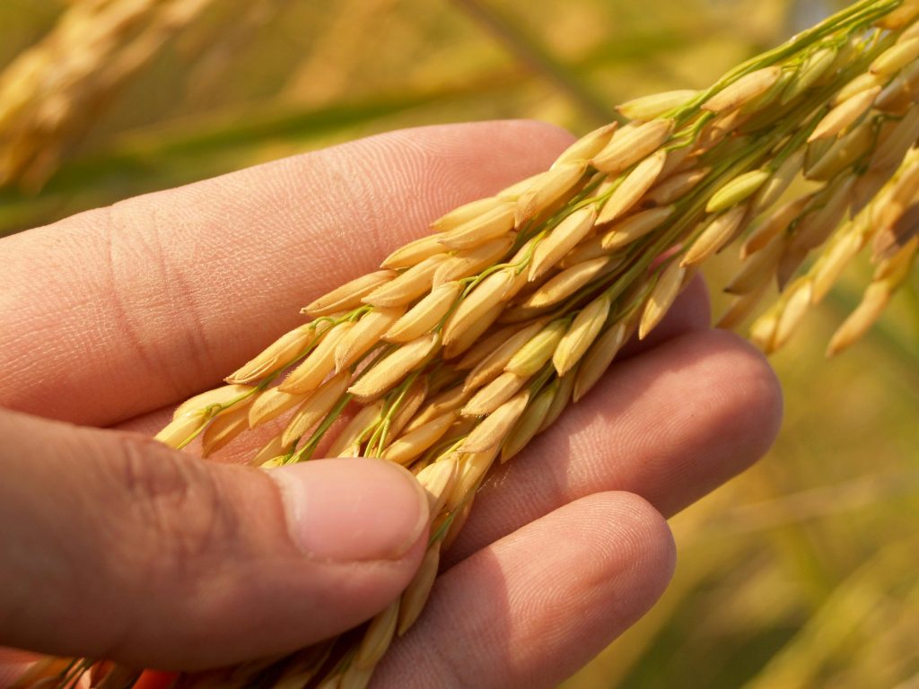 Our Products A detailed close-up of a hand holding ripe golden rice grains in a field.