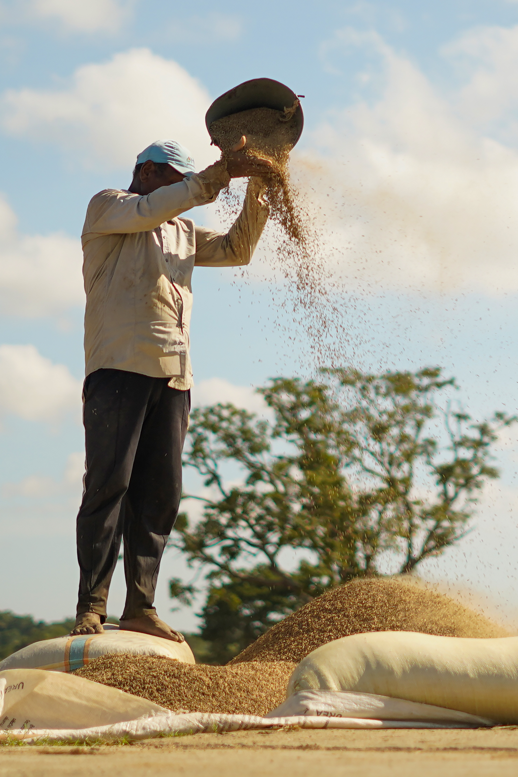 Home A farmer sifts rice grains at a paddy field in Panama, Sri Lanka, showcasing traditional agriculture.